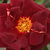 Czerwony  - Angielska róża - Sir Edward Elgar